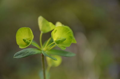 Close-up of plant