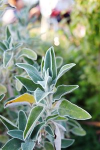 Close-up of flowering plant