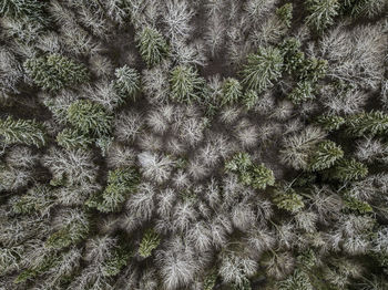 Full frame shot of plants