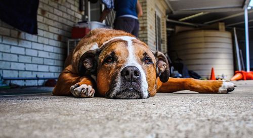 Close-up of dog