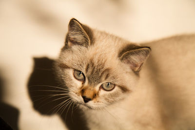 Close-up portrait of cat