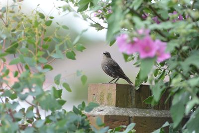 Bird perching on tree