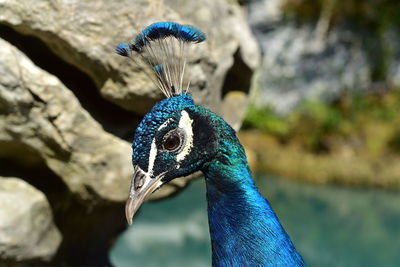 Close-up of peacock