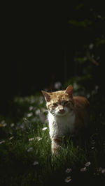 Portrait of cat sitting on field