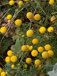 Close-up of yellow flowering plants