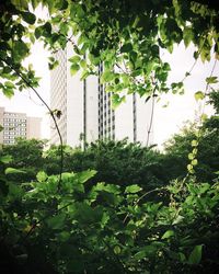 Trees in city against sky