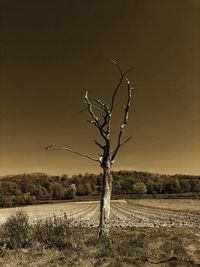 Bare tree on field against sky