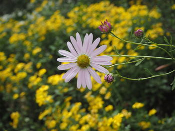 Close-up of bee on yellow flower