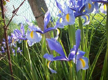 Close-up of purple flowers blooming in field