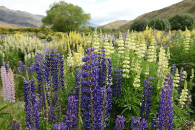 Purple flowering plants on field