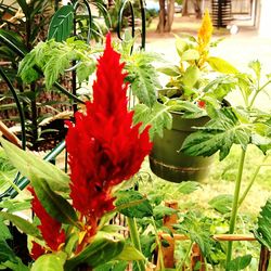 Close-up of red flowers blooming in yard