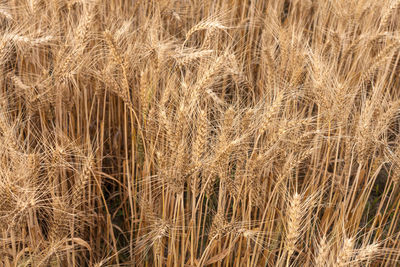 Full frame shot of golden wheat field