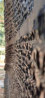 Close-up of a lizard on land