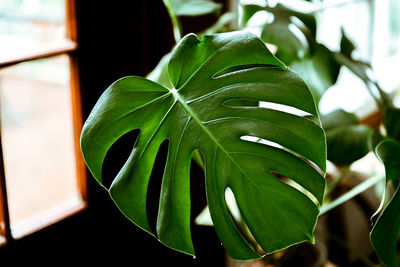 Close-up of fresh green leaves