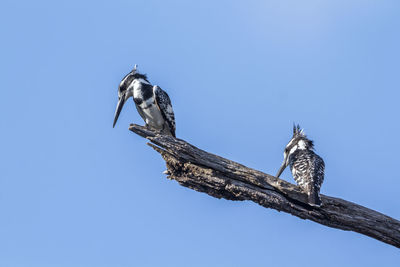 Low angle view of bird perching on a tree