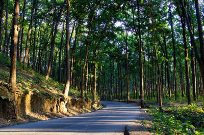 Empty road along trees in forest