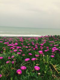 Pink flowering plants by sea against sky