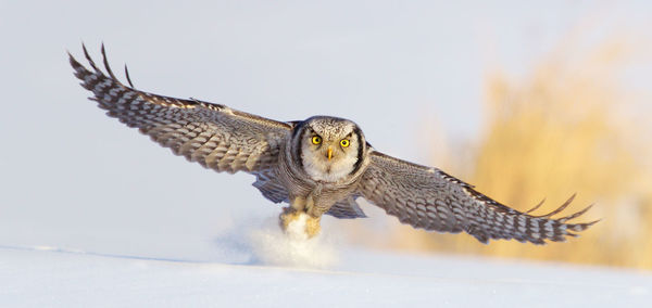 Close-up of eagle flying