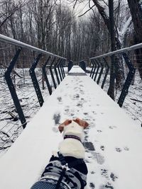 View of dog on snow covered railing