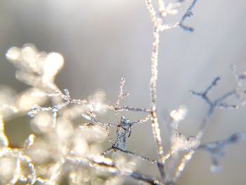 Close-up of frost on twigs