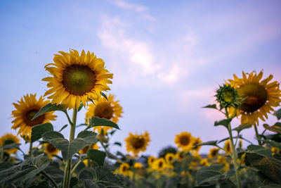 Close-up of sunflower on field against sky