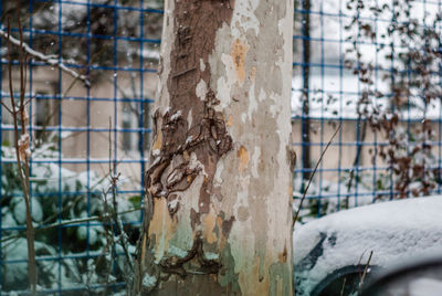 Close-up of tree trunk during winter