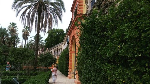 People walking on palm trees along plants