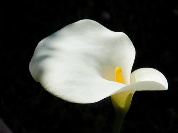 Close-up of yellow flower blooming outdoors