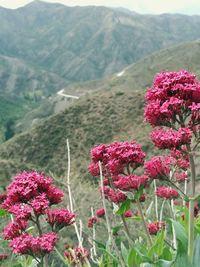 Close-up of red flowers blooming on mountain
