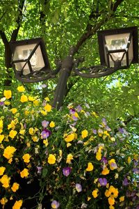 View of flowers growing in yard