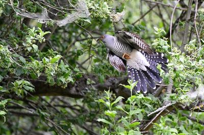 Bird perching on a tree