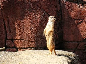 Meerkat on rock formation