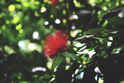 Close-up of flower against blurred background