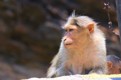 Close-up of monkey