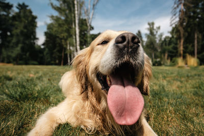 Portrait of cute dog with tongue out. funny portrait of golden retriever on summer meadow.