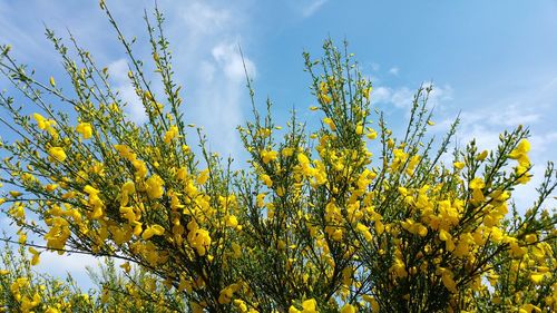 Low angle view of fresh yellow flowers blooming in field against sky