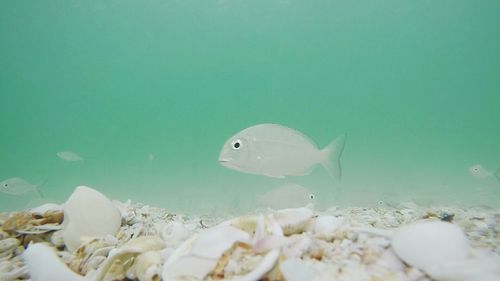 Fishes swimming in sea