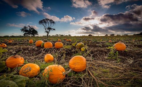 Pumpkins on field against sky