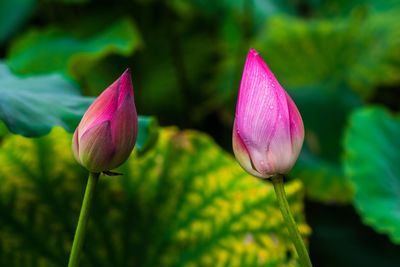 Close-up of pink flowers