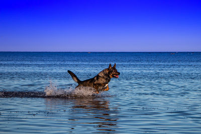 View of dog in the sea against sky