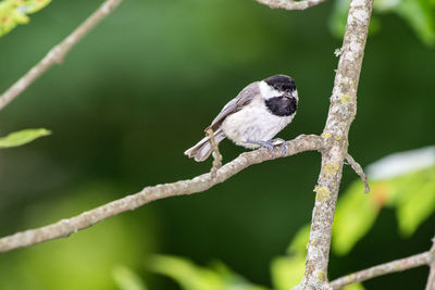 Close-up of bird perching on branch