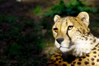 Close-up portrait of lion