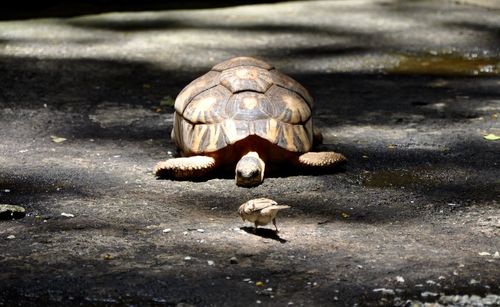 Close-up of a turtle in the sea