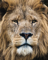 Close-up portrait of a cat