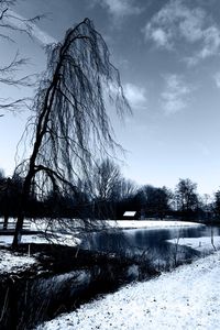 Bare trees on field