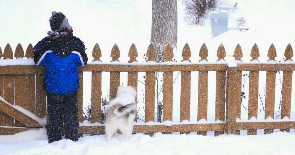 winter, animal themes, snow, cold temperature, domestic animals, mammal, one animal, pets, weather, dog, white color, season, nature, fence, field, covering, day, frozen, outdoors, standing