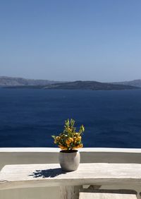 Potted plant on table by sea against clear sky