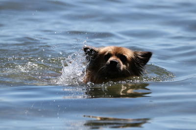 Dog swimming in a water