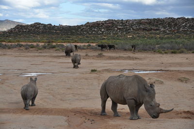 View of elephants on landscape