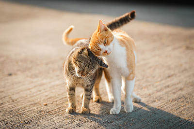 Cats rub each others head